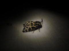 Apantesis nevadensis