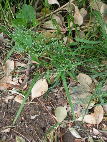 Annual Meadow-grass