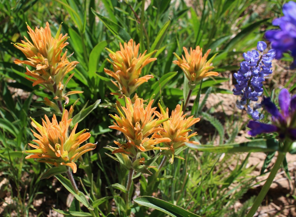 Christ s Indian Paintbrush From Cassia County ID USA On July 27 2019 christ-s-indian-paintbrush-from-cassia-county-id-usa-on-july-27-2019