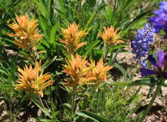 Castilleja christii