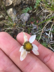 Chrysanthemum integrifolium