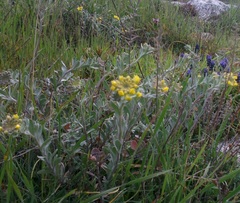 Alyssum trichostachyum