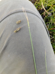 Carex limosa
