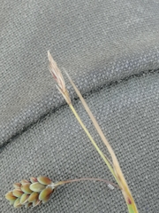 Carex limosa