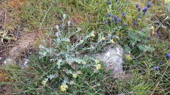 Alyssum trichostachyum