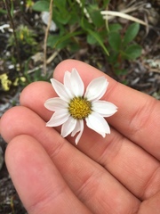 Chrysanthemum integrifolium