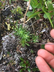 Chrysanthemum integrifolium