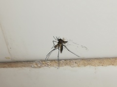 Aedes albopictus