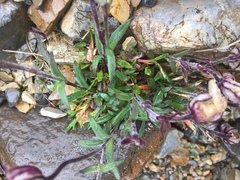 Silene uralensis