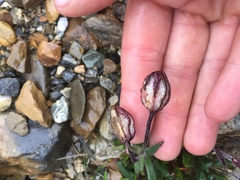 Silene uralensis
