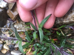 Silene uralensis