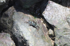 Metopograpsus frontalis