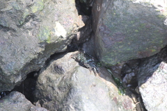 Metopograpsus frontalis