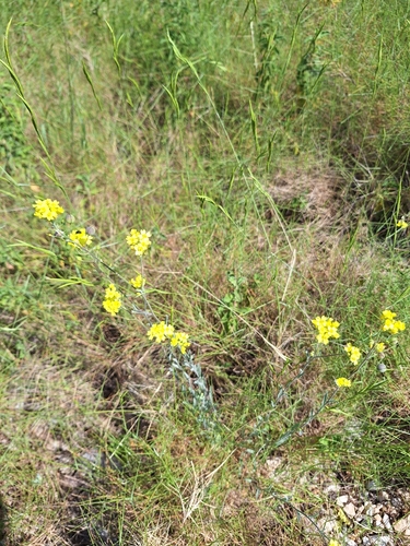 Image of Aurinia sinuata by (c) Flora_DUMO, some rights reserved (CC BY)