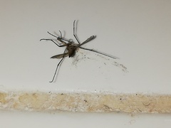Aedes albopictus