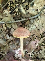 Xerocomus illudens
