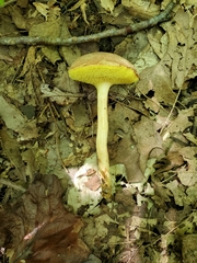 Xerocomus illudens