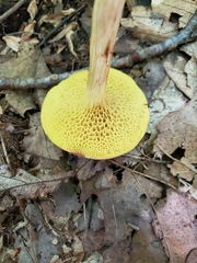 Xerocomus illudens