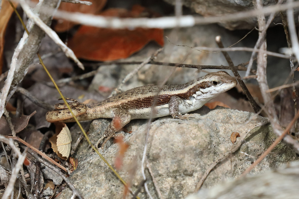 Thomazeau Curlytail Lizard