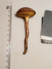 Xerocomus illudens