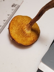 Xerocomus illudens