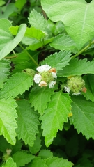 Varronia bullata
