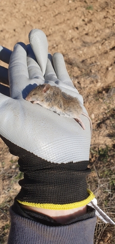 Algerian Mouse, 45300 Ocaña, Toledo, España, photo 5 of 10