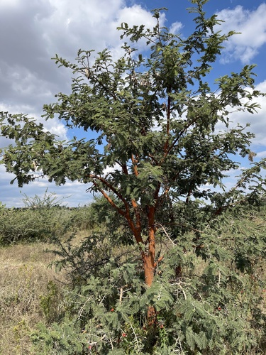 Red Thorn (Vachellia gerrardi)