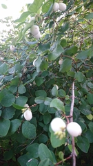 Symphoricarpos