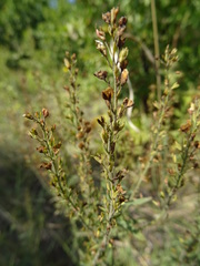 Veronica austriaca jacquinii
