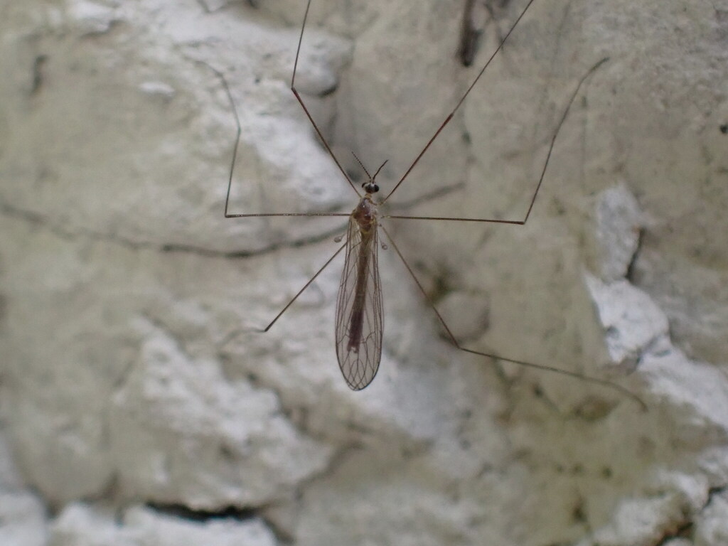 Elliptera