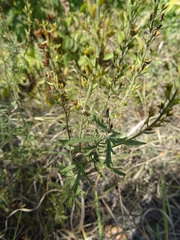 Veronica austriaca jacquinii