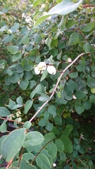 Symphoricarpos