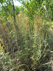 Veronica austriaca jacquinii