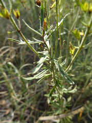 Veronica austriaca jacquinii