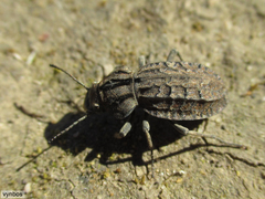 Trachynotus reticulatus