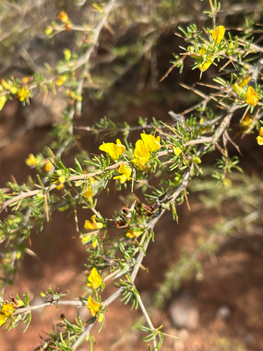 Aspalathus spinosa, photograph 3