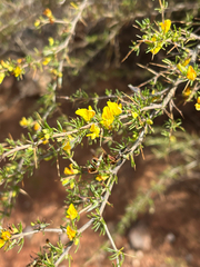 Aspalathus spinosa, photograph (c) Dave U, some rights reserved (CC BY-SA)