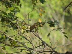 Picumnus olivaceus