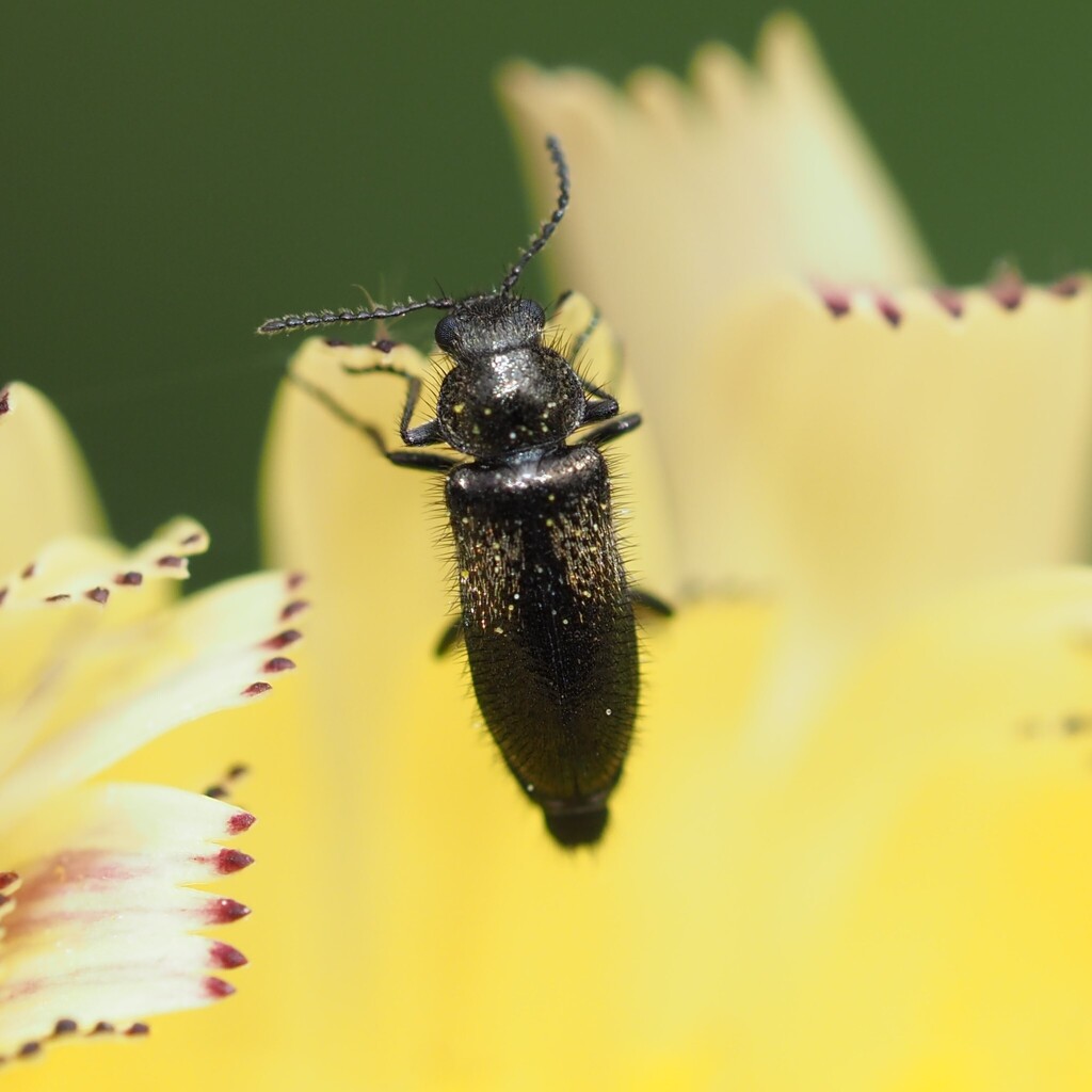 Dasytes tristiculus