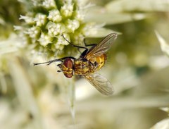 Eliozeta
