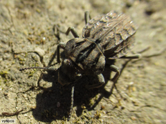 Trachynotus reticulatus