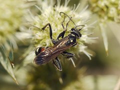 Cryptocheilus egregius