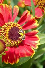 Halictus