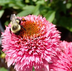 Bombus impatiens