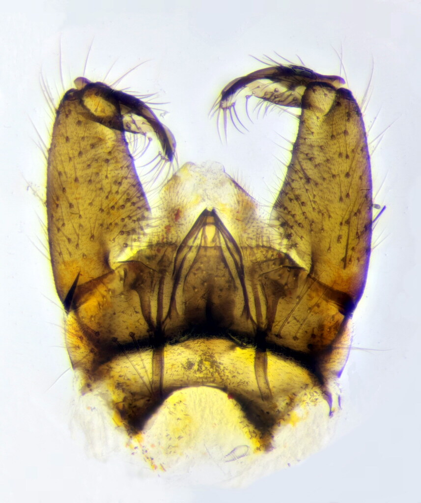 Elliptera hungarica