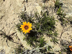 Gazania ciliaris