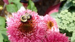 Bombus impatiens