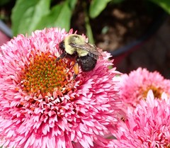 Bombus impatiens