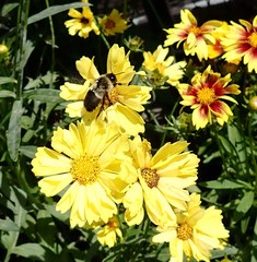 Bombus impatiens